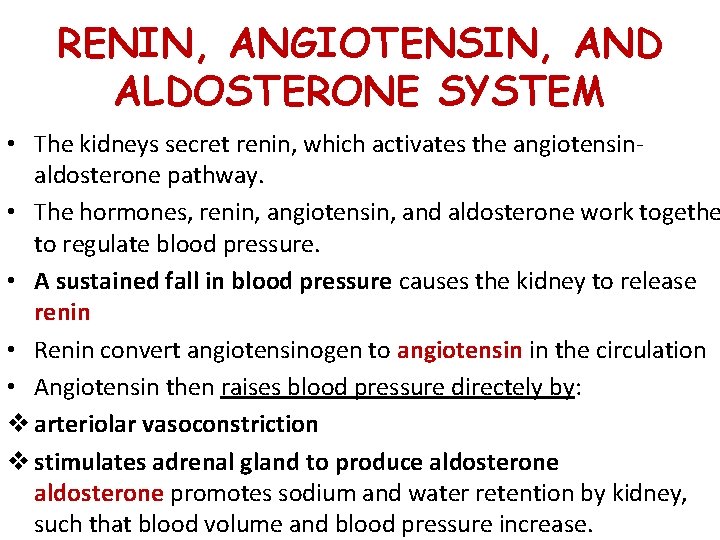 RENIN, ANGIOTENSIN, AND ALDOSTERONE SYSTEM • The kidneys secret renin, which activates the angiotensinaldosterone