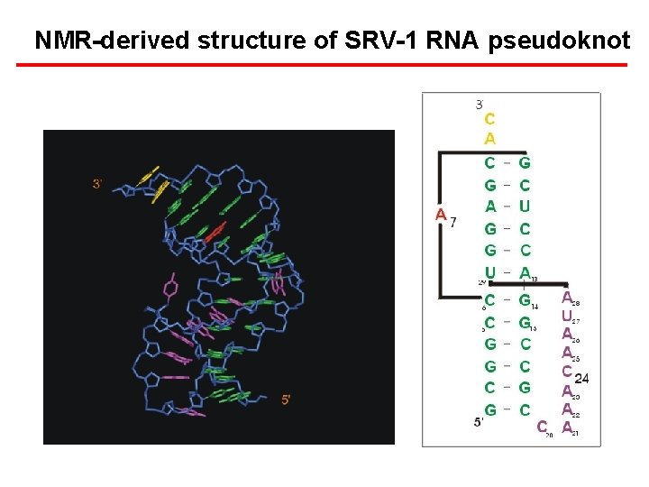 NMR-derived structure of SRV-1 RNA pseudoknot 