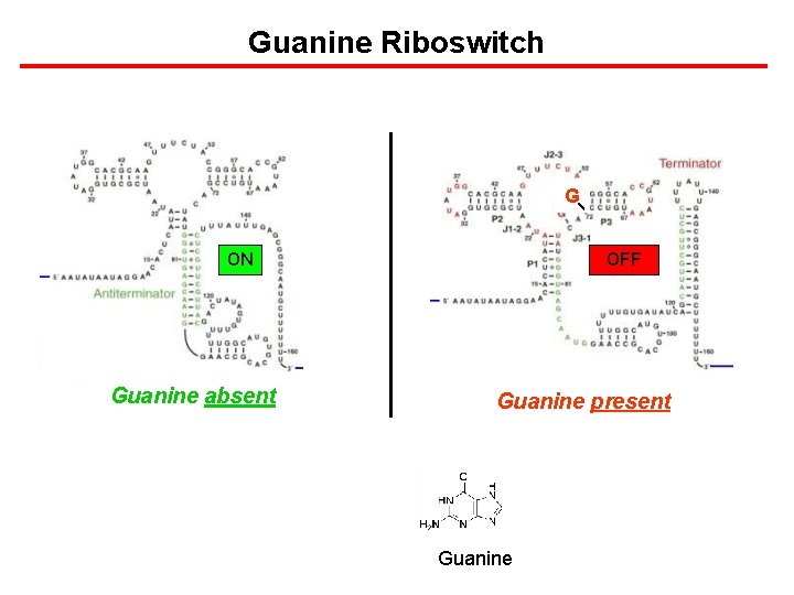 Guanine Riboswitch G ON Guanine absent OFF Guanine present Guanine 