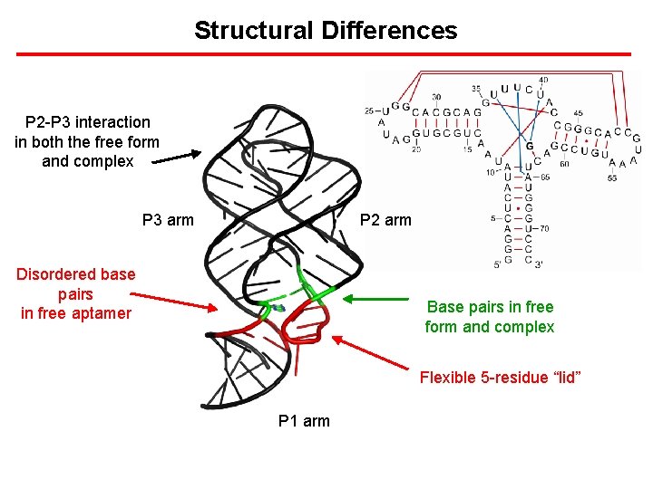 Structural Differences P 2 -P 3 interaction in both the free form and complex