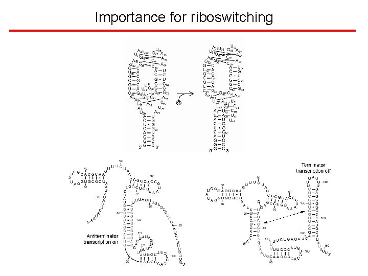 Importance for riboswitching 