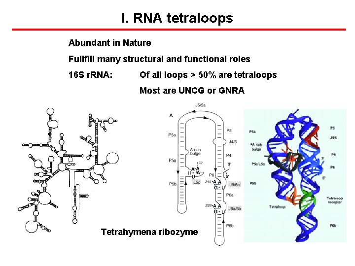 I. RNA tetraloops Abundant in Nature Fullfill many structural and functional roles 16 S