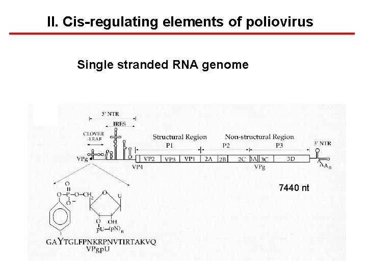 II. Cis-regulating elements of poliovirus Single stranded RNA genome 7440 nt 