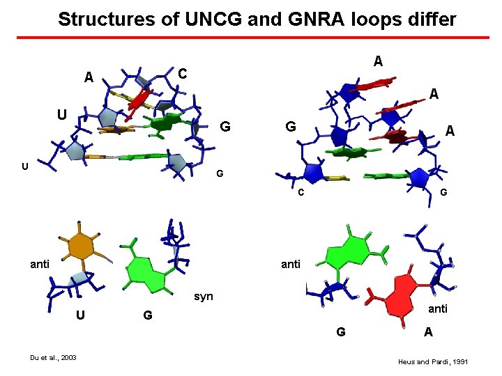 Structures of UNCG and GNRA loops differ A C A A U G A