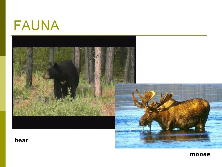 FAUNA bear moose 