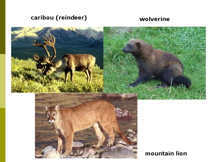 caribou (reindeer) wolverine mountain lion 