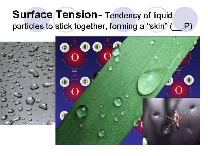 Surface Tension- Tendency of liquid particles to stick together, forming a “skin” (__. P) Surface Tension- Tendency of liquid particles to stick together, forming a “skin” (__. P)