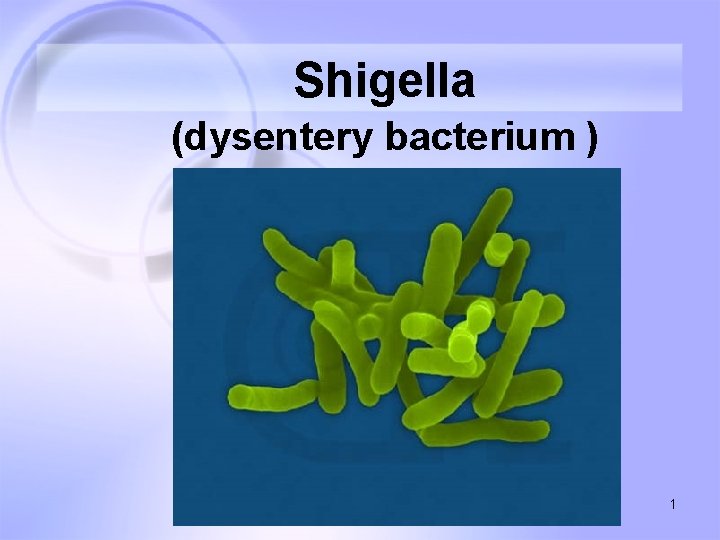 Shigella (dysentery bacterium ) 1 