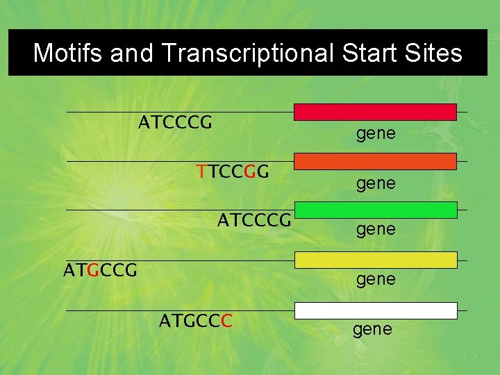 Motifs and Transcriptional Start Sites ATCCCG gene TTCCGG ATCCCG ATGCCG gene ATGCCC gene 