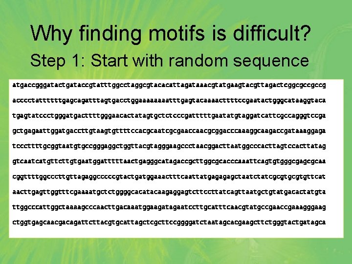 Why finding motifs is difficult? Step 1: Start with random sequence atgaccgggatactgataccgtatttggcctaggcgtacacattagataaacgtatgaagtacgttagactcggcgccgccg acccctattttttgagcagatttagtgacctggaaaatttgagtacaaaacttttccgaatactgggcataaggtaca tgagtatccctgggatgacttttgggaacactatagtgctctcccgatttttgaatatgtaggatcattcgccagggtccga