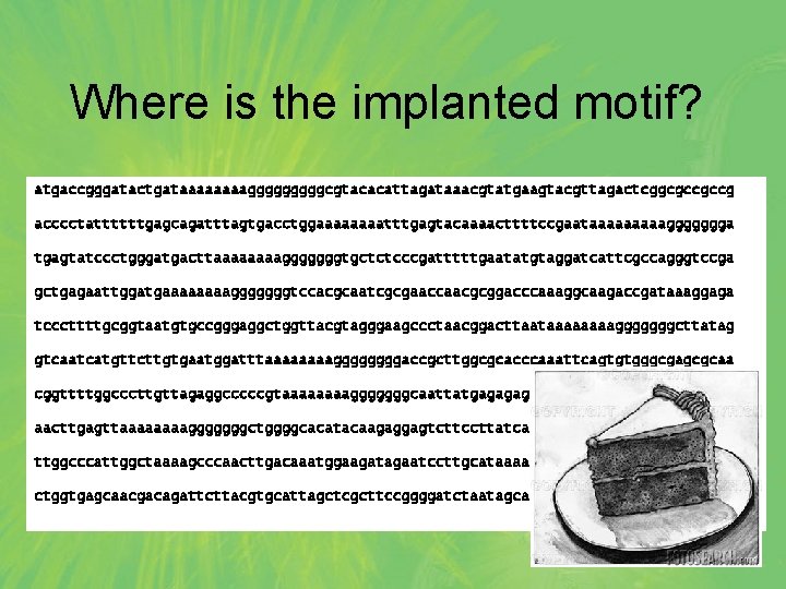 Where is the implanted motif? atgaccgggatactgataaaagggggcgtacacattagataaacgtatgaagtacgttagactcggcgccgccg acccctattttttgagcagatttagtgacctggaaaatttgagtacaaaacttttccgaataaaaaggggggga tgagtatccctgggatgacttaaaagggggggtgctctcccgatttttgaatatgtaggatcattcgccagggtccga gctgagaattggatgaaaagggggggtccacgcaatcgcgaaccaacgcggacccaaaggcaagaccgataaaggaga tcccttttgcggtaatgtgccgggaggctggttacgtagggaagccctaacggacttaataaaagggggggcttatag gtcaatcatgttcttgtgaatggatttaaaaggggaccgcttggcgcacccaaattcagtgtgggcgagcgcaa cggttttggcccttgttagaggcccccgtaaaagggggggcaattatgagagagctaatctatcgcgtgttcat aacttgagttaaaagggggggctggggcacatacaagaggagtcttccttatcagttaatgctgtatgacactatgta ttggcccattggctaaaagcccaacttgacaaatggaagatagaatccttgcataaaagggggggaccgaaagggaag