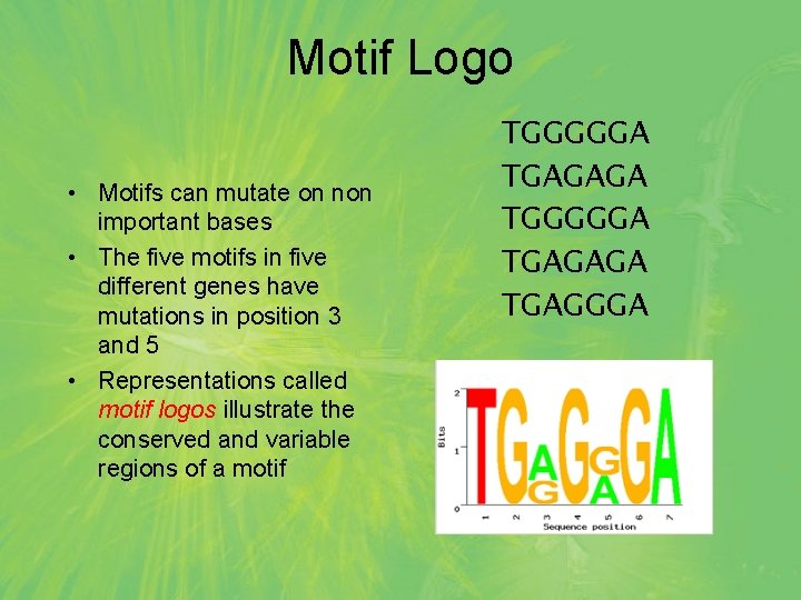 Motif Logo • Motifs can mutate on non important bases • The five motifs
