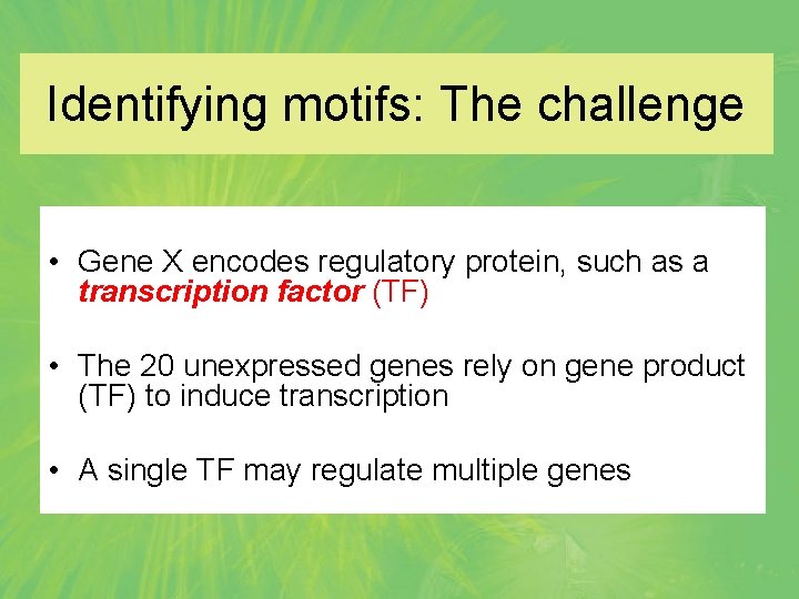 Identifying motifs: The challenge • Gene X encodes regulatory protein, such as a transcription