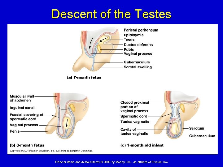 Descent of the Testes Elsevier items and derived items © 2008 by Mosby, Inc.