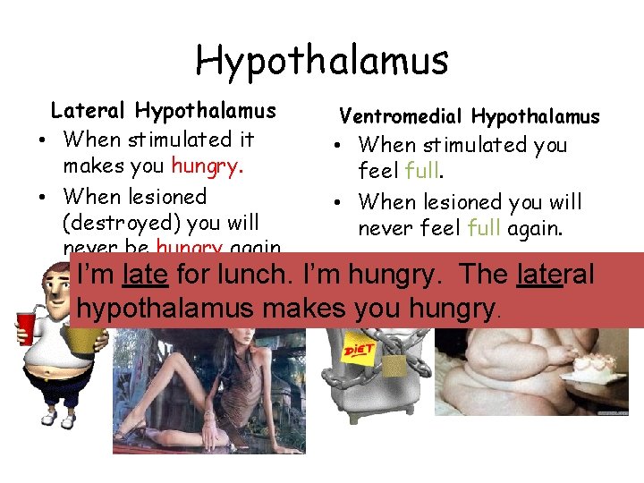 Hypothalamus Lateral Hypothalamus • When stimulated it makes you hungry. • When lesioned (destroyed)