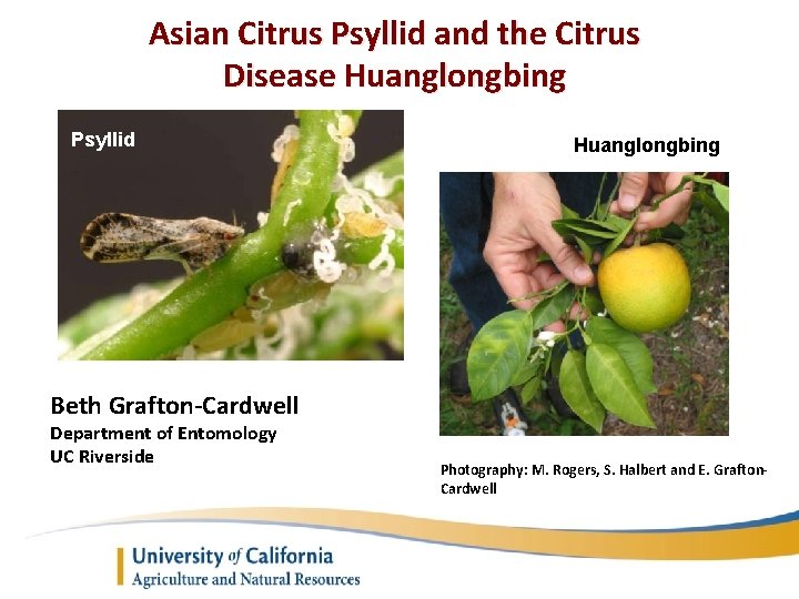 Asian Citrus Psyllid and the Citrus Disease Huanglongbing Psyllid Huanglongbing Beth Grafton-Cardwell Department of