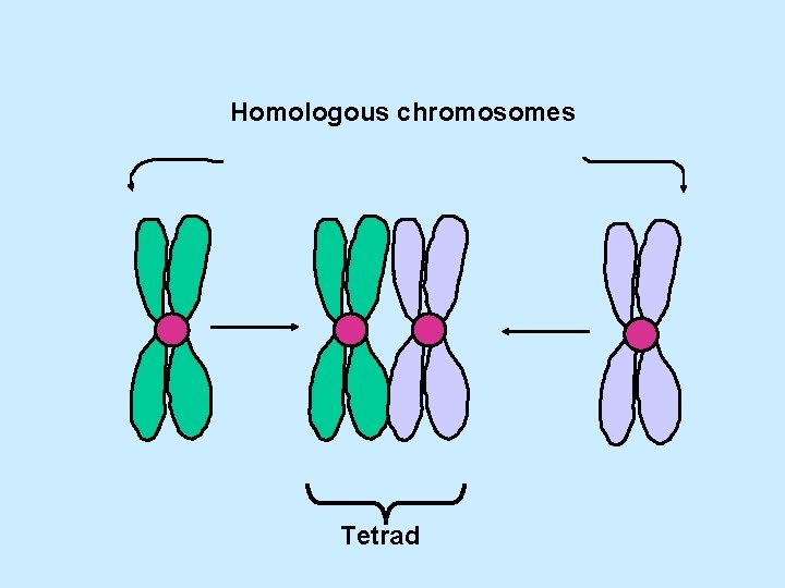 Homologous chromosomes Tetrad 