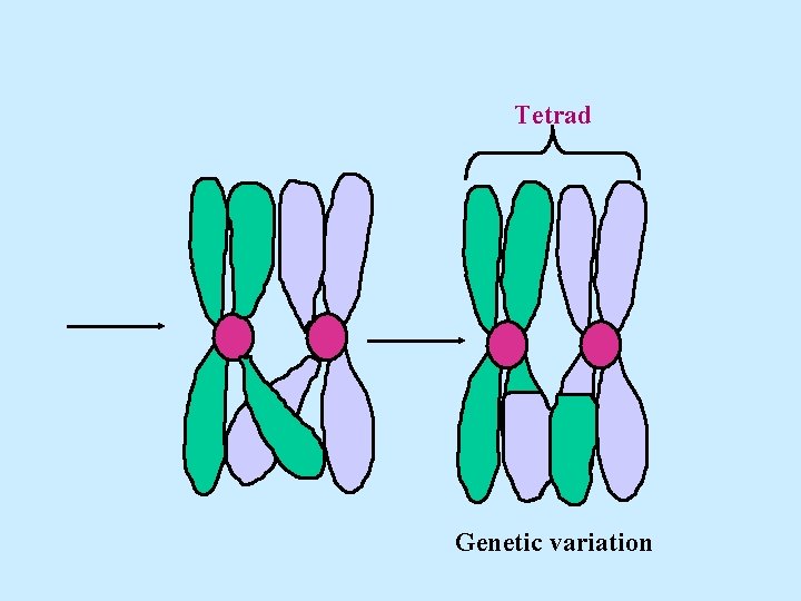 Tetrad Genetic variation 