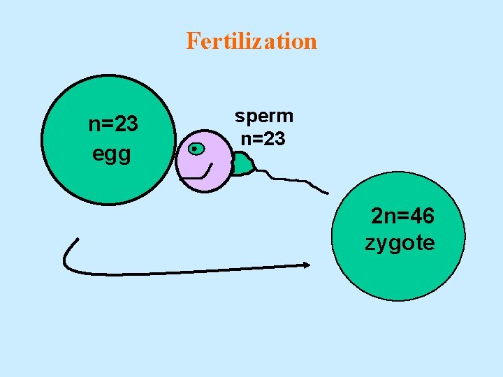 Fertilization n=23 egg sperm n=23 2 n=46 zygote 