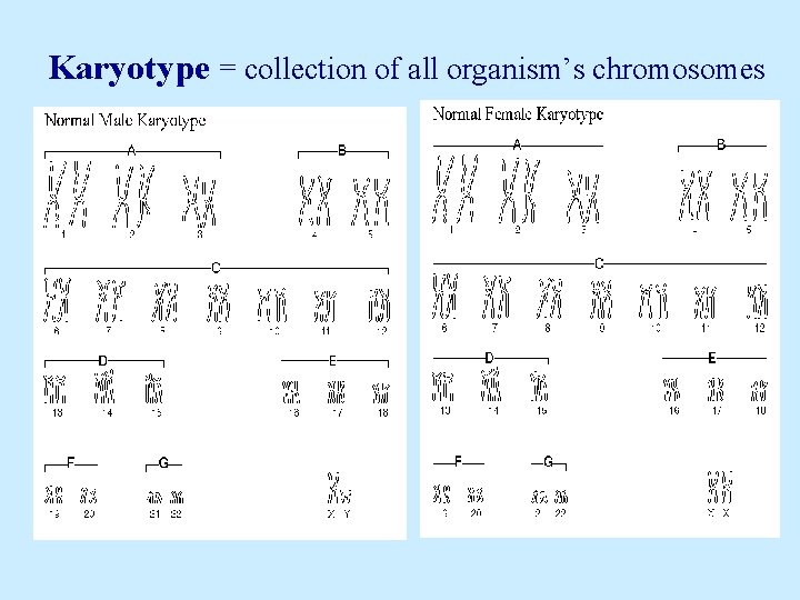 Karyotype = collection of all organism’s chromosomes 