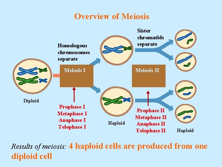 Overview of Meiosis Sister chromatids separate Homologous chromosomes separate Meiosis II Diploid Prophase I