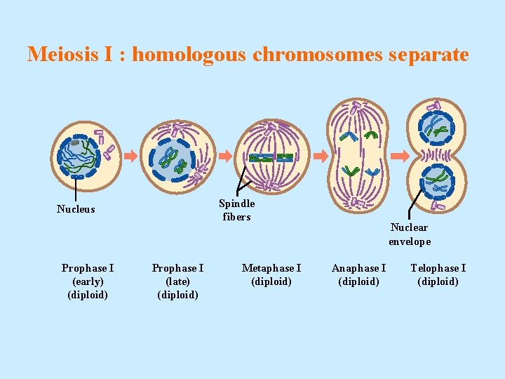 Meiosis I : homologous chromosomes separate Spindle fibers Nucleus Prophase I (early) (diploid) Prophase