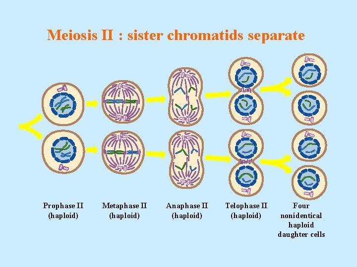 Meiosis II : sister chromatids separate Prophase II (haploid) Metaphase II (haploid) Anaphase II