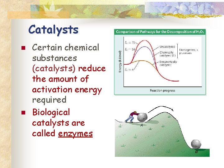 Catalysts n n Certain chemical substances (catalysts) reduce the amount of activation energy required