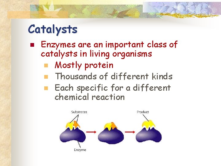Catalysts n Enzymes are an important class of catalysts in living organisms n Mostly