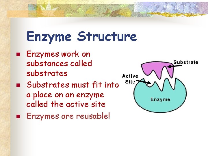 Enzyme Structure n n n Enzymes work on substances called substrates Substrates must fit