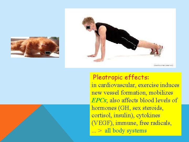Pleotropic effects: in cardiovascular, exercise induces new vessel formation, mobilizes EPCs; also affects blood