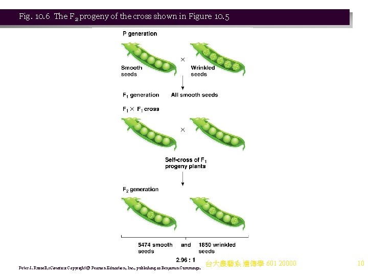 Fig. 10. 6 The F 2 progeny of the cross shown in Figure 10.