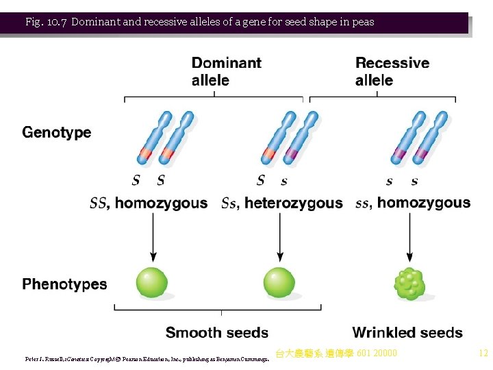 Fig. 10. 7 Dominant and recessive alleles of a gene for seed shape in