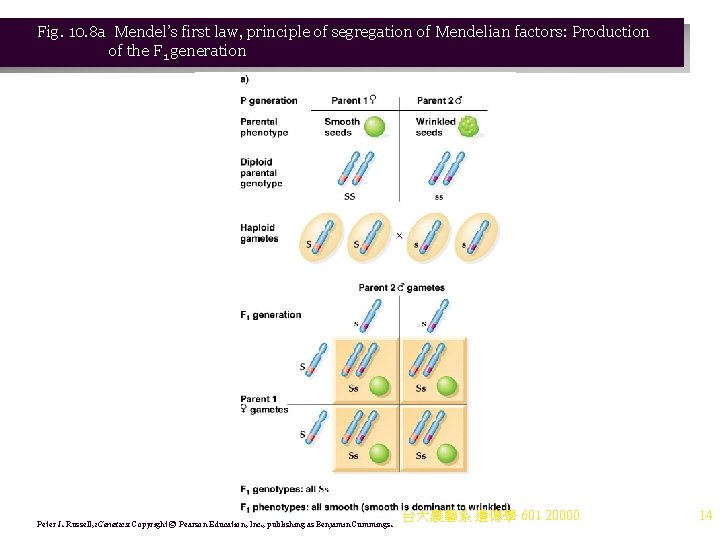 Fig. 10. 8 a Mendel’s first law, principle of segregation of Mendelian factors: Production