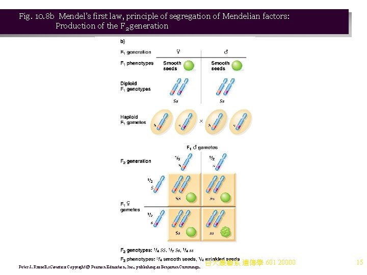 Fig. 10. 8 b Mendel’s first law, principle of segregation of Mendelian factors: Production