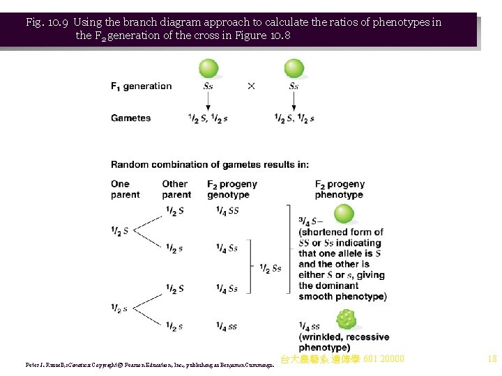 Fig. 10. 9 Using the branch diagram approach to calculate the ratios of phenotypes