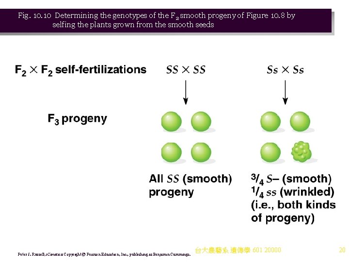 Fig. 10 Determining the genotypes of the F 2 smooth progeny of Figure 10.