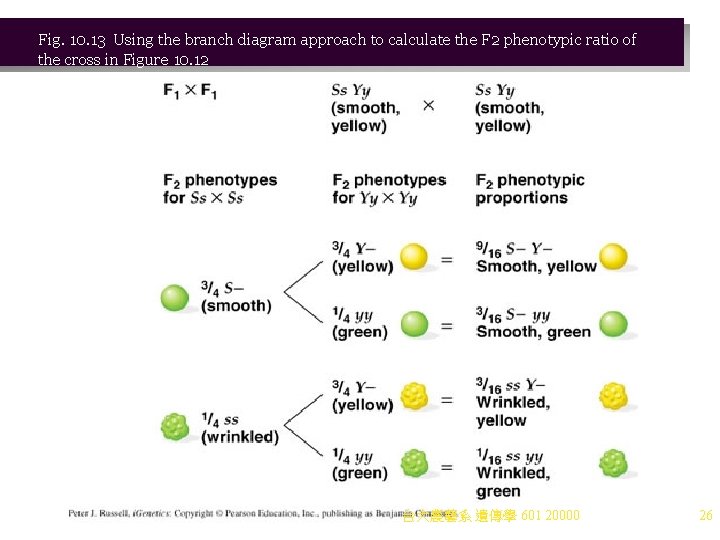 Fig. 10. 13 Using the branch diagram approach to calculate the F 2 phenotypic