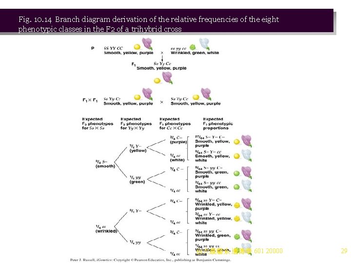 Fig. 10. 14 Branch diagram derivation of the relative frequencies of the eight phenotypic