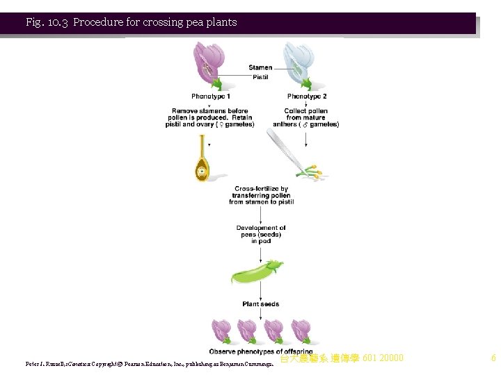 Fig. 10. 3 Procedure for crossing pea plants Peter J. Russell, i. Genetics: Copyright