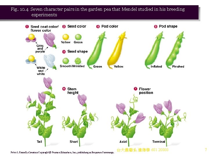 Fig. 10. 4 Seven character pairs in the garden pea that Mendel studied in