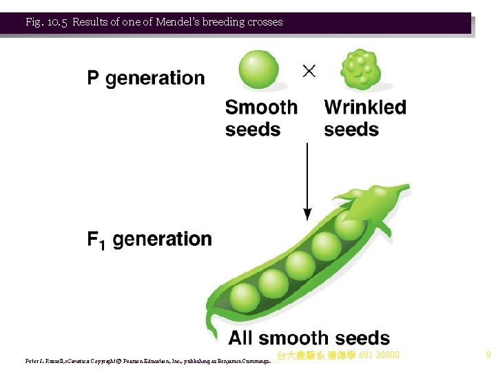 Fig. 10. 5 Results of one of Mendel’s breeding crosses Peter J. Russell, i.