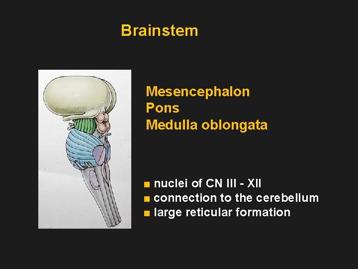 Brainstem Mesencephalon Pons Medulla oblongata ■ nuclei of CN III - XII ■ connection
