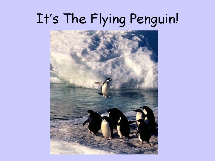 It’s The Flying Penguin! 