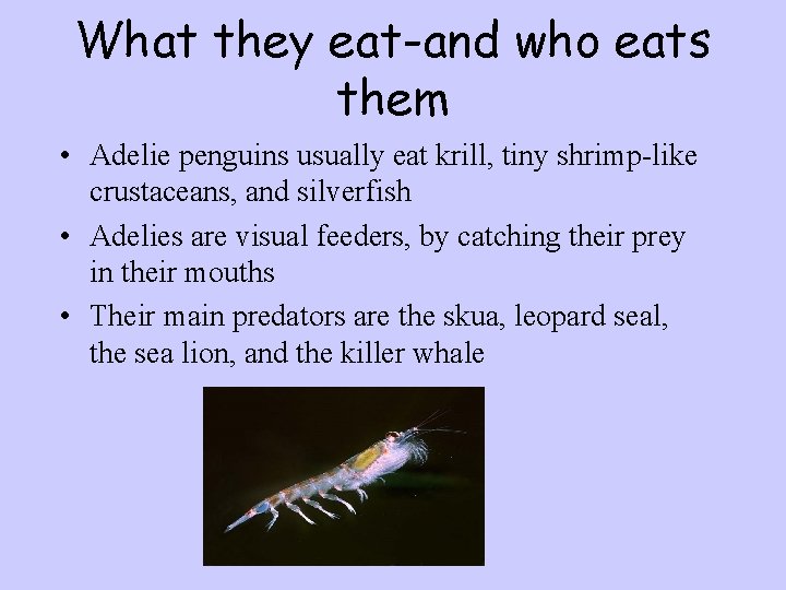What they eat-and who eats them • Adelie penguins usually eat krill, tiny shrimp-like