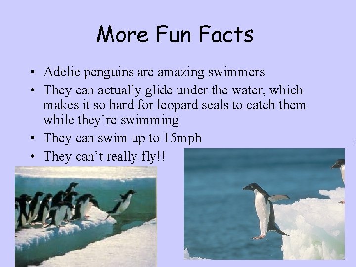 More Fun Facts • Adelie penguins are amazing swimmers • They can actually glide
