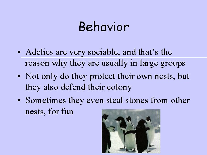 Behavior • Adelies are very sociable, and that’s the reason why they are usually