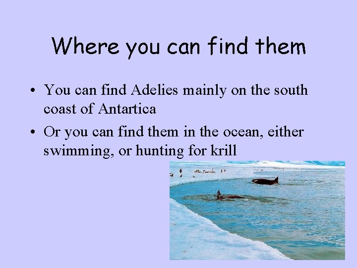Where you can find them • You can find Adelies mainly on the south
