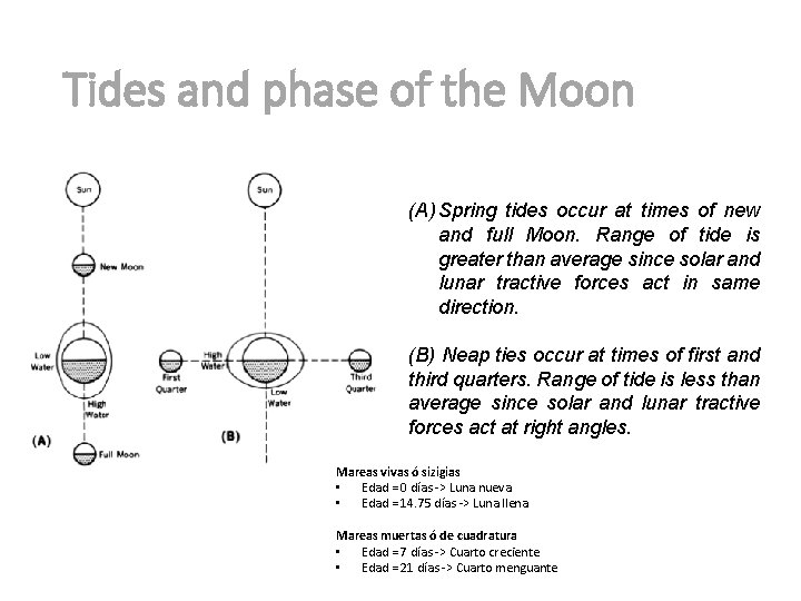 Tides and phase of the Moon (A) Spring tides occur at times of new Tides and phase of the Moon (A) Spring tides occur at times of new