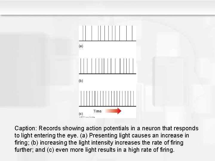 Caption: Records showing action potentials in a neuron that responds to light entering the